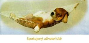 Venčení psů v Brně